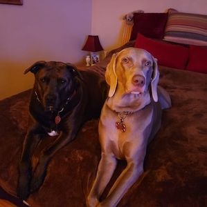 Meet your Posher, Barbara